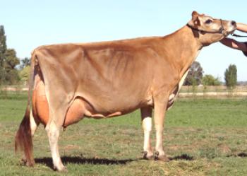 Jersey krave, njegove stroške, ocene in video posnetke