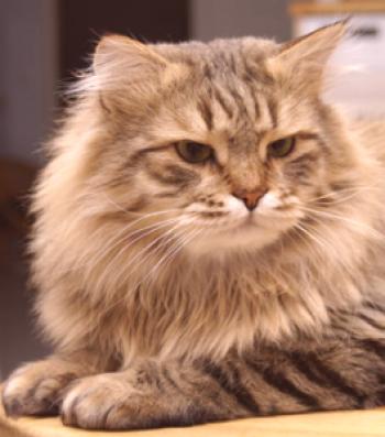¿Qué personaje es el gato siberiano?