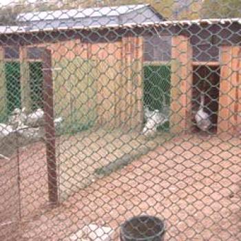 Gosyatnik con sus propias manos: construimos un cobertizo para gansos