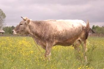 Kostromsk raza de vacas: características, video y foto