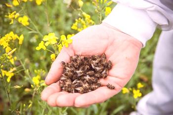 Septicemia de las abejas: síntomas, tratamiento y profilaxis.