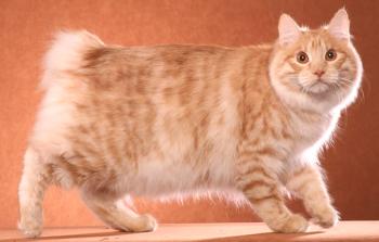 Los gatos más grandes: nombres de razas de una foto, información sobre ellos