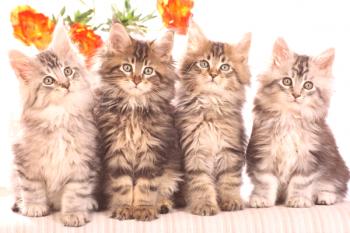 Vitaminas para gatitos: expresiones del escocés Maine Coon de los británicos