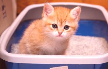 Pladenj za mačko: vrste mačjih brisač, kako izbrati in uporabljati