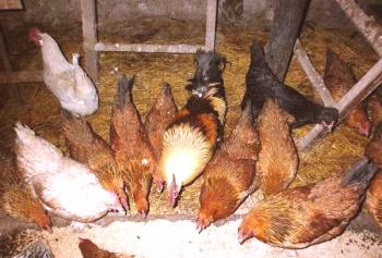 Los secretos del agricultor: cómo aumentar el peso de los pollos