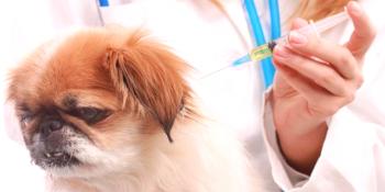 Vacunación de garrapatas para perros: cómo y cuándo lo hacen.