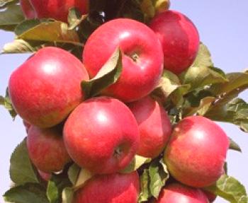 Kolonialna jablana: sajenje, nega in fotografiranje, vzreja in gojenje, gnojenje in prehrana