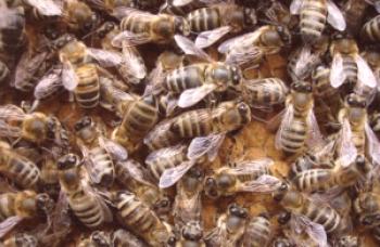 Especies de abejas con foto y descripción.