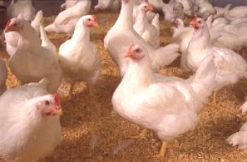 Antibióticos para pollos de engorde: cómo usar los medicamentos.
