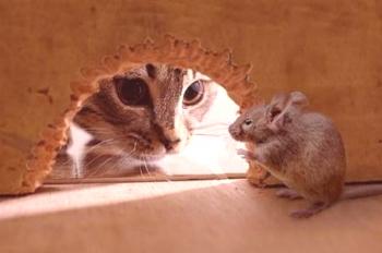 ¿Cómo deshacerse de los ratones intrusivos en un apartamento?