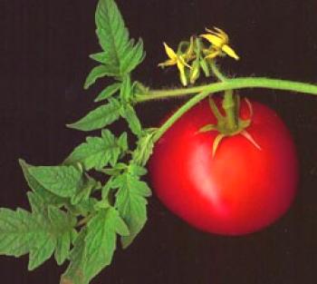 Cómo cortar tomates en un invernadero: videos y consejos.