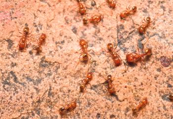 Ugrizi ognjenega mrava: nevarnost in zdravljenje