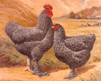 Características de la raza de gallinas cuco Mechelen, sus características y fotos.