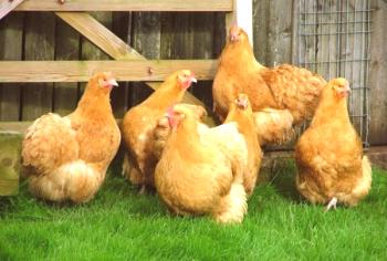 Pasma piščancev Orpinton: koristi in produktivnost
