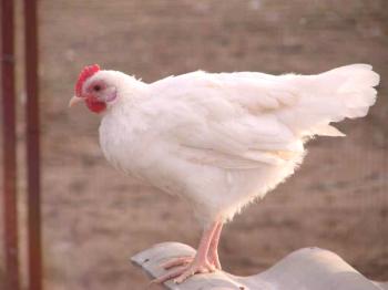 Características de la raza de pollo blanco ruso con fotos y comentarios sobre ella.