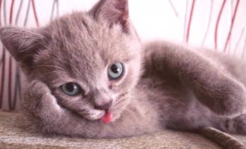 Datos interesantes sobre los gatos: 10 características interesantes de las mascotas mullidas