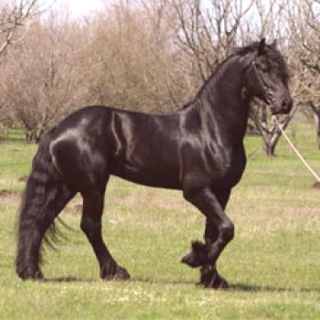 El caballo frisón (Frieze) es una raza de caballos de raza pura.