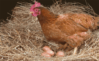 ¿Por qué los pollos van mal y qué hacer en una situación así?