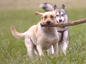 Kako naučiti psa Dai in Throw