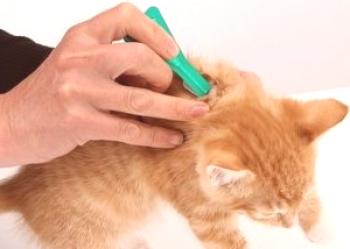 Kapljice iz bolh in klopov za mačke: kje kapljati, kako pogosto, kako se uporablja, kako delovati, koliko bo navodila pokazala, neželeni učinki
