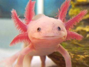 Axolotl: vzdrževanje in nega, fotografije in videi, hranjenje