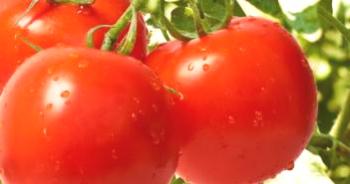 Variedades bajas de tomates para invernaderos, semillas.