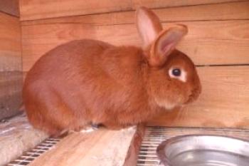 Raras razas de conejos: foto y descripción.