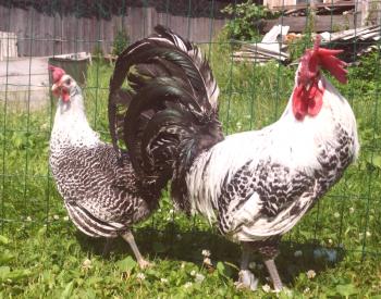 Descripción de las razas de huevos de pollo Brekel, garbanzos italianos, Isa Braun y otros.