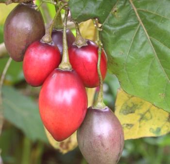 Tamarilo (árbol de tomate, cifamander): cultivo, foto
