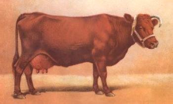 Bestuzhevskaya raza de vacas: característica, foto, video