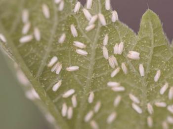 Las principales plagas de insectos de las plantas de interior y cómo deshacerse de ellas.