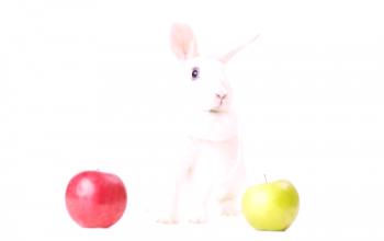 Conejo blanco vienés: descripción, foto