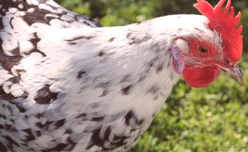 Características de la raza de carne y huevo de los pollos Master Grey con las respuestas de los agricultores al respecto