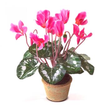Flor de ciclomanía: cuidado, trasplante, foto, reproducción, irrigación y propiedades curativas.