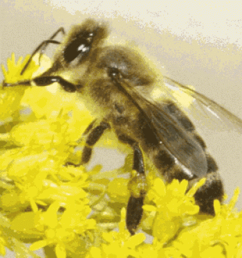Čebele gojijo pasmo ali državno čebelo, opis in značilnost