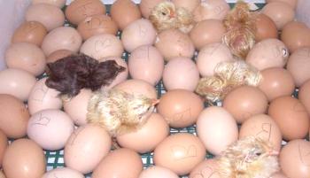 Kako skrbeti za piščance v prvih dneh življenja