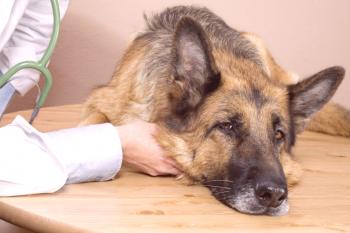 Signos de envenenamiento en perros - descripción, primeros auxilios, prevención