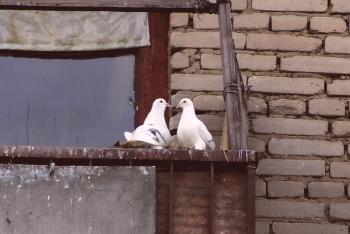Opis učinkovitih načinov za prestrašitev golobov z balkona ali strehe