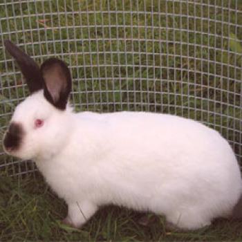 Conejos de la raza californiana: contenido, crianza, foto.