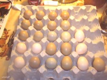 Incubación de huevos de Pheasan: foto