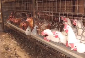 Mantener pollos en jaulas en casa: video