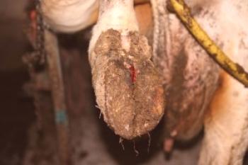 Coppice putrefacción en vacas: tratamiento casero